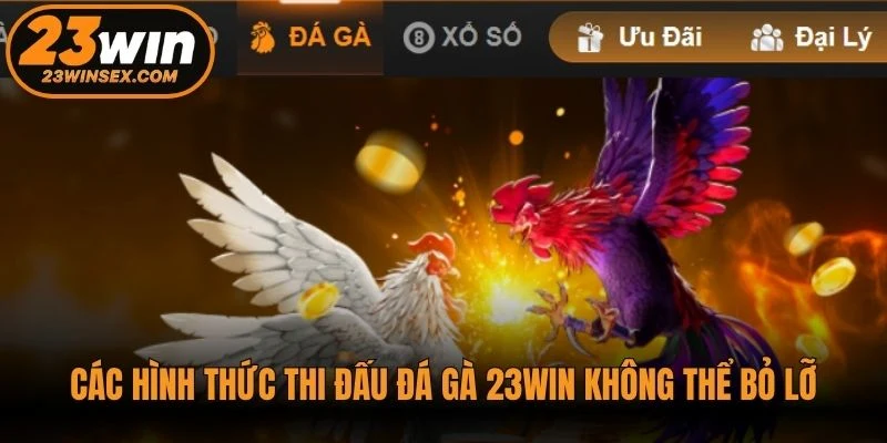 Các hình thức thi đấu đá gà 23WIN không thể bỏ lỡ
