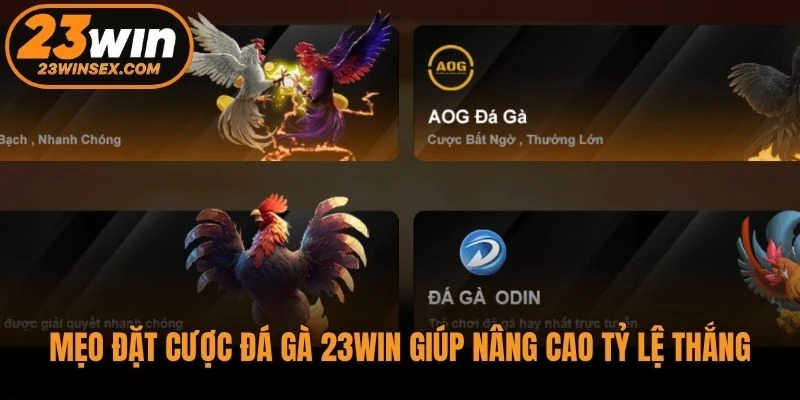 Mẹo đặt cược đá gà 23WIN giúp nâng cao tỷ lệ thắng